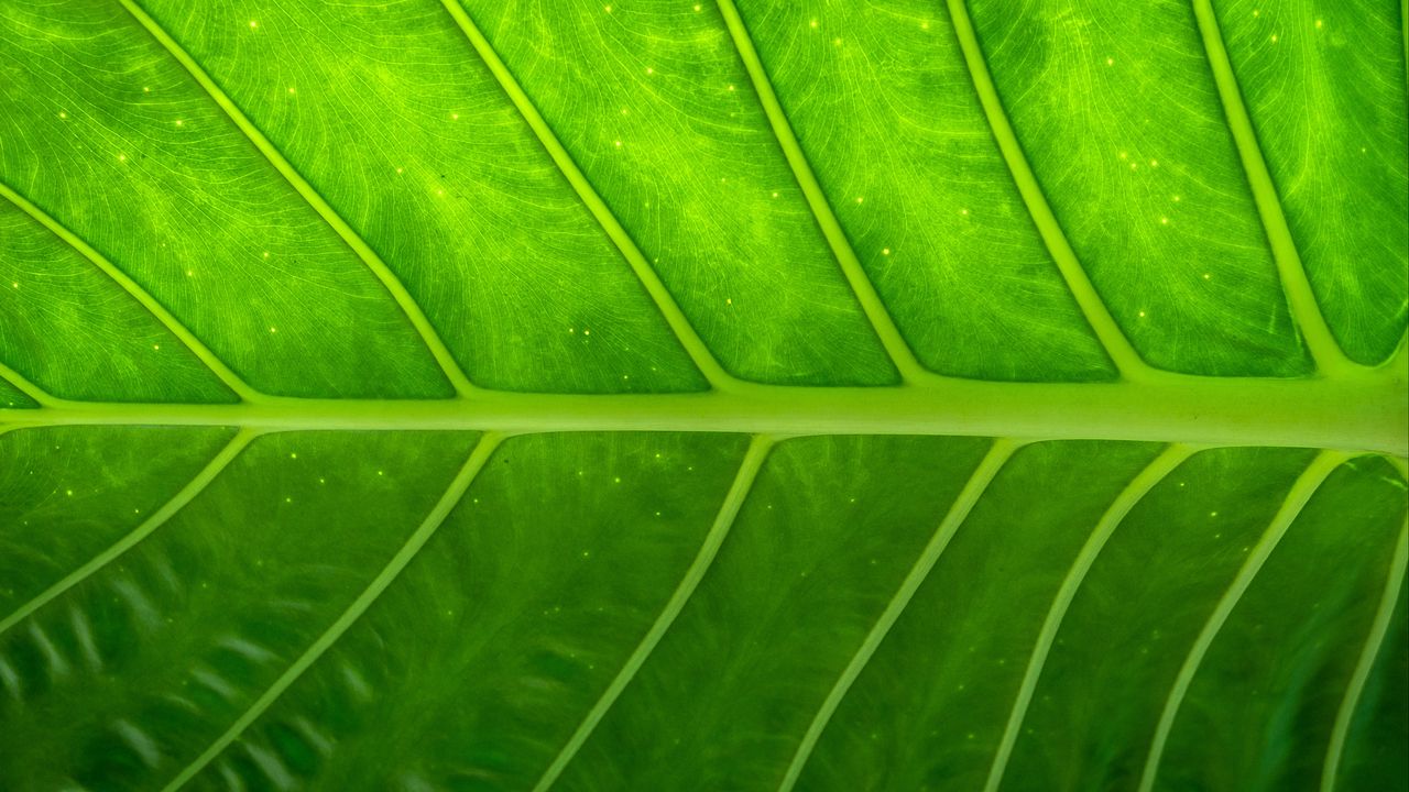 Обои растение, лист, текстура