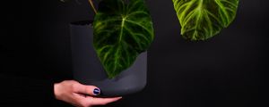 Превью обои растение, листья, горшок, рука, темный