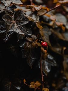 Превью обои растение, листья, ягода, мокрый, макро
