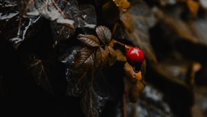 Превью обои растение, листья, ягода, мокрый, макро