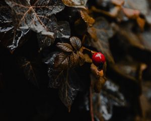 Превью обои растение, листья, ягода, мокрый, макро