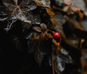 Превью обои растение, листья, ягода, мокрый, макро