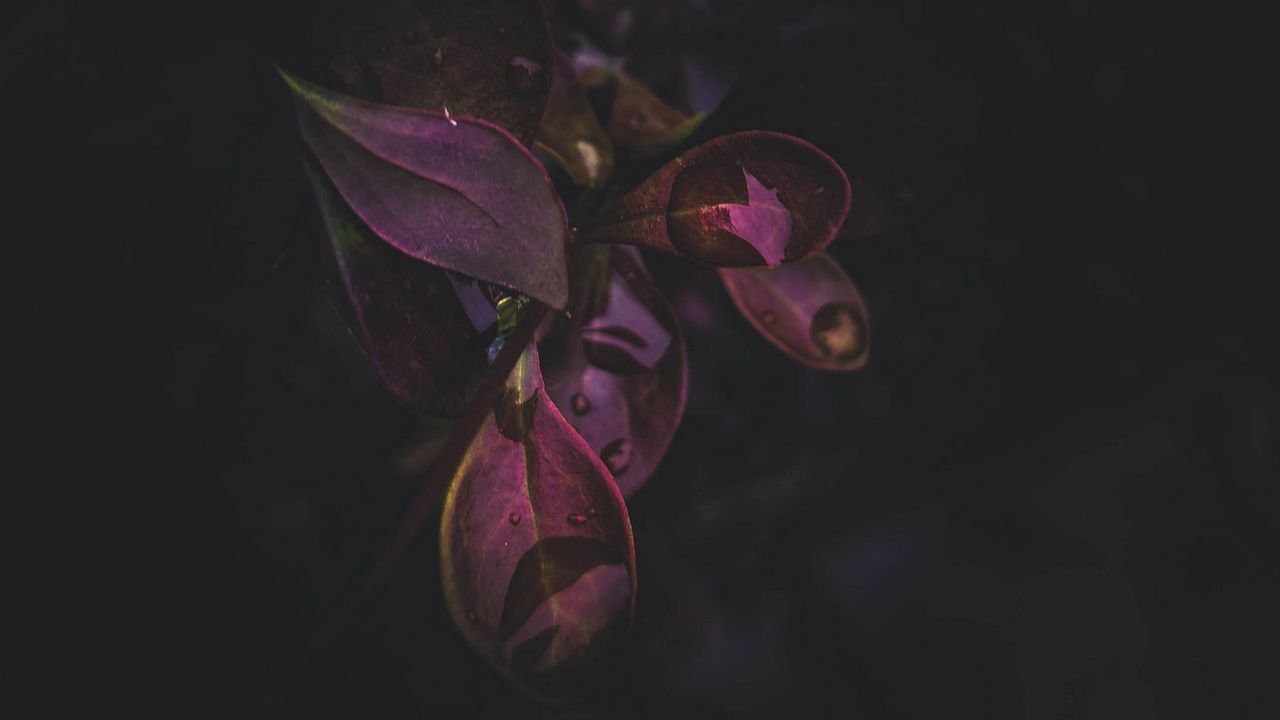 Обои растение, листья, капли, темный