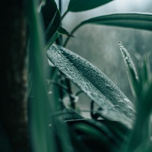Превью обои растение, листья, комнатное растение, капли