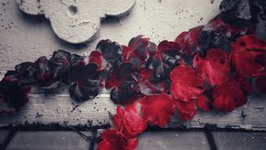 Превью обои растение, листья, красный, лоза, стена