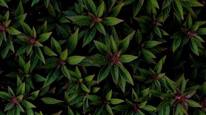 Превью обои растение, листья, кусты, жилки