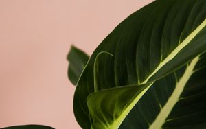 Превью обои растение, листья, макро, комнатное растение