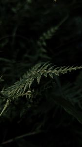 Превью обои растение, листья, макро