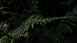 Превью обои растение, листья, макро