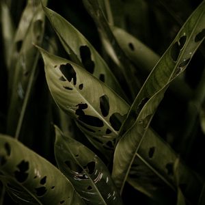 Превью обои растение, листья, макро, тропики