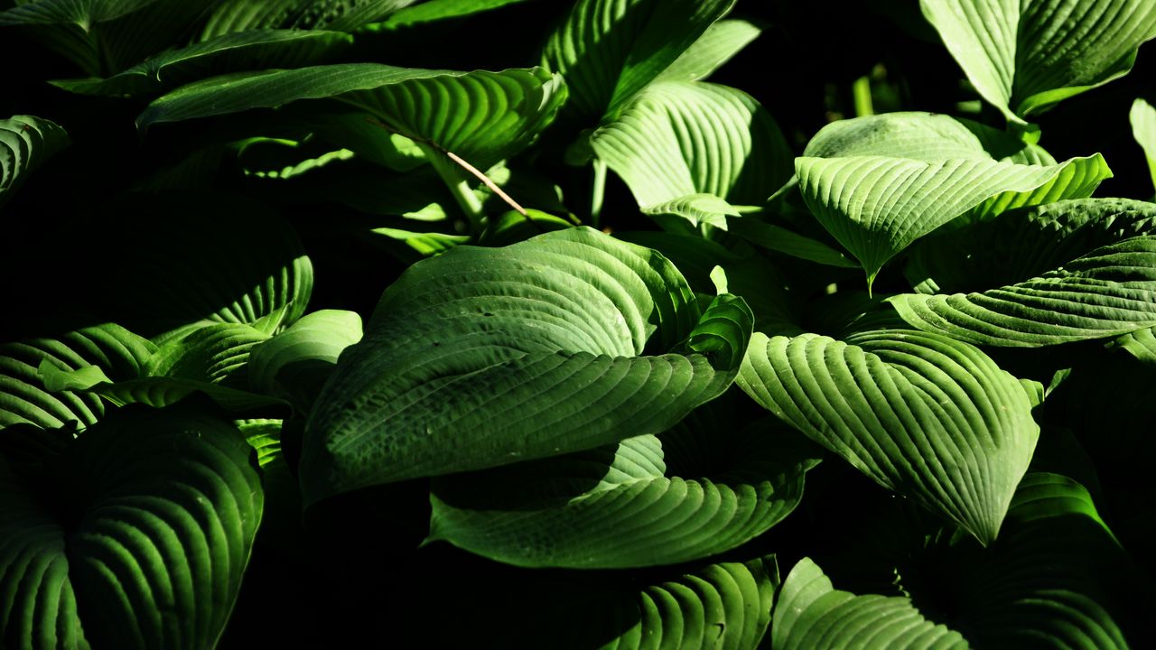 Обои растение, листья, полосы, макро, зеленый