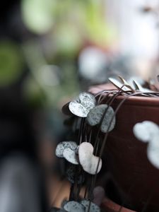 Превью обои растение, листья, сердца, размытие