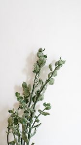 Превью обои растение, листья, стена, минимализм