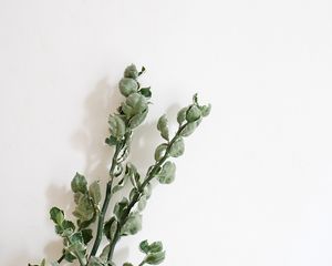 Превью обои растение, листья, стена, минимализм