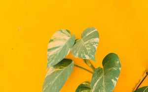 Превью обои растение, листья, стена, желтый, минимализм