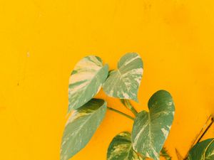 Превью обои растение, листья, стена, желтый, минимализм