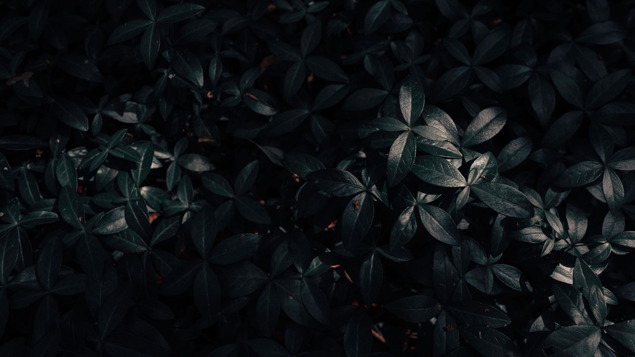 Обои растение, листья, темный