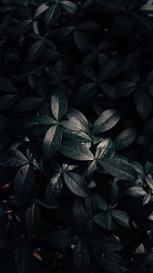 Превью обои растение, листья, темный