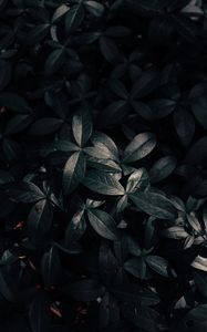 Превью обои растение, листья, темный