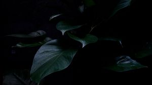 Превью обои растение, листья, темный, зеленый