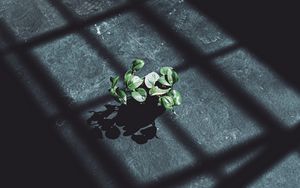 Превью обои растение, листья, тень, свет