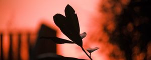 Превью обои растение, листья, туман, красный