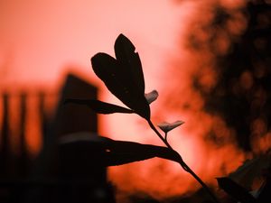 Превью обои растение, листья, туман, красный