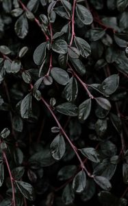 Превью обои растение, листья, ветки