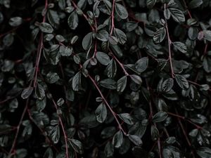 Превью обои растение, листья, ветки