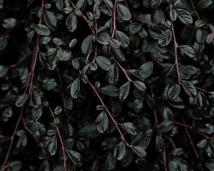 Превью обои растение, листья, ветки
