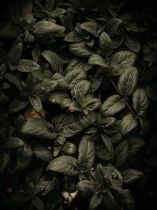 Превью обои растение, листья, ветки, зеленый, макро