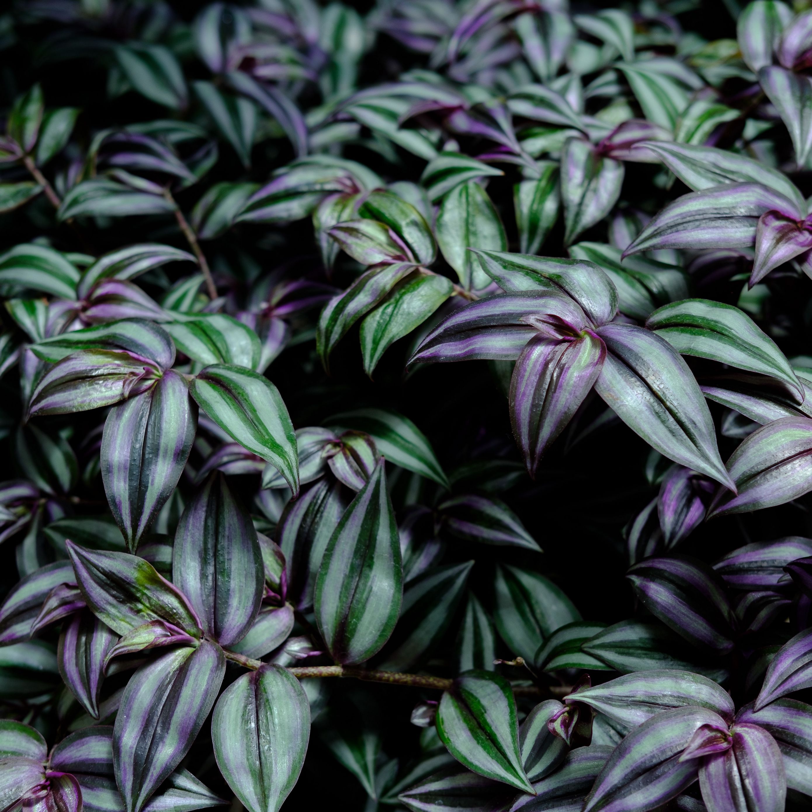 Растение ползучее с зелеными и фиолетовыми листьями