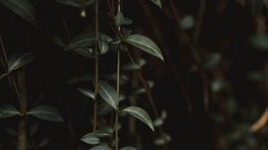 Превью обои растение, листья, зеленый, крупным планом