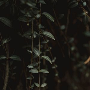 Превью обои растение, листья, зеленый, крупным планом