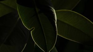 Превью обои растение, листья, зеленый, макро, темный
