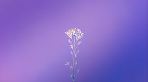 Превью обои растение, макро, минимализм, фиолетовый
