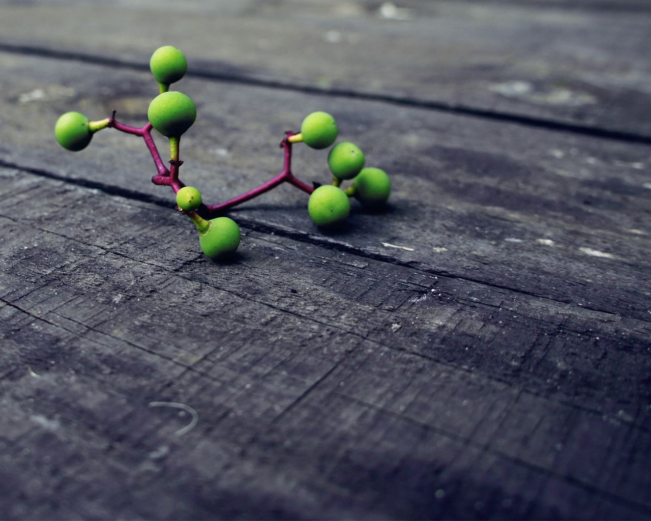 Молекулы гороха. Зеленые шарики на ветке дерева. Макросъемка молекулы. Овощи макро. Ветка с зелеными шариками.