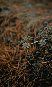 Превью обои растение, макро, трава, сухой