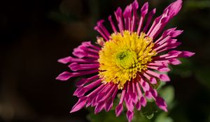 Превью обои растение, розовый, цветок, природа