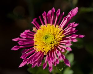 Превью обои растение, розовый, цветок, природа