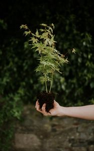 Превью обои растение, саженец, зеленый, куст
