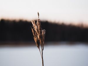 Превью обои растение, сухой, макро, стебель