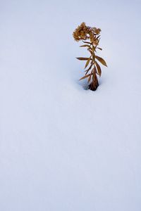 Превью обои растение, сухоцвет, снег, зима, белый, минимализм