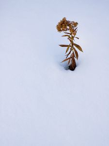 Превью обои растение, сухоцвет, снег, зима, белый, минимализм