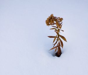 Превью обои растение, сухоцвет, снег, зима, белый, минимализм