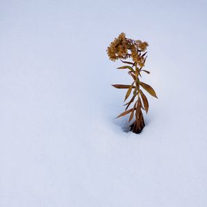 Превью обои растение, сухоцвет, снег, зима, белый, минимализм