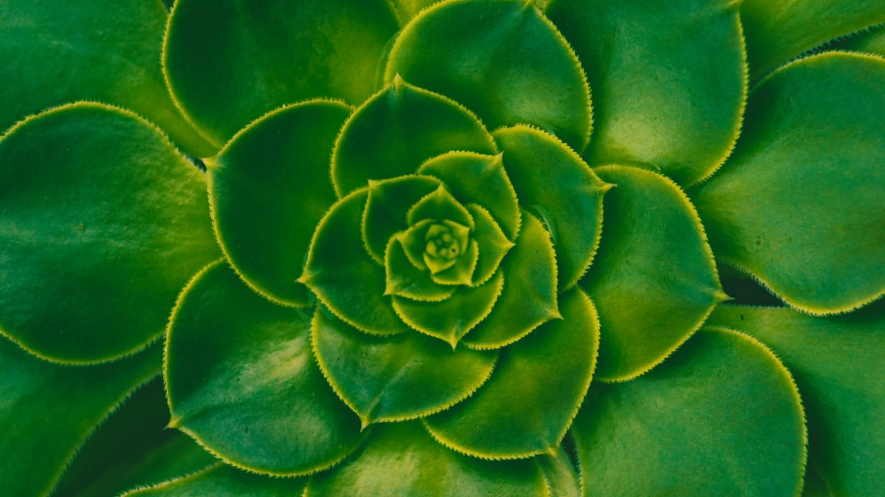 Обои растение, суккулент, зеленый, листья, симметрия