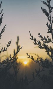 Превью обои растение, свет, трава