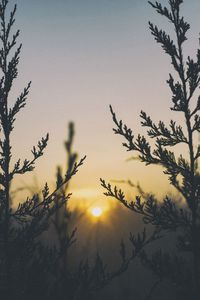 Превью обои растение, свет, трава