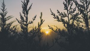 Превью обои растение, свет, трава
